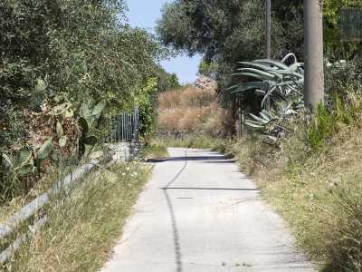 Man mano che camminiamo la via si fa sempre pi� stretta e il verde pi� fitto e ci ritroviamo immersi in un ambiente dominato da olivi e fichi d�india